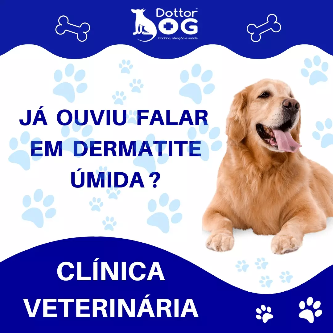 SAIBA AS PRINCIPAIS CARACTERÍSTICAS DA DERMATITE ÚMIDA NOS PETS